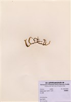 藏品(鋸齒麒麟菜)的圖片